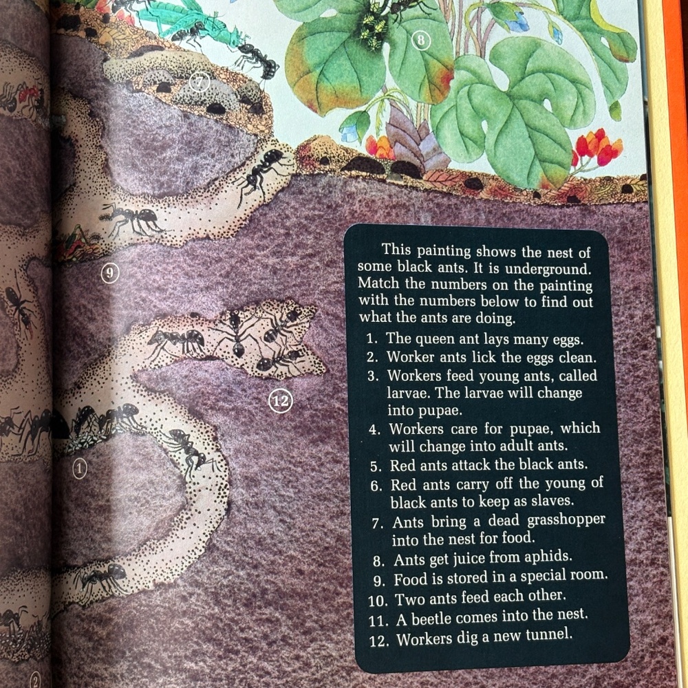 Animal Book Bundle - Picture 5 of 12